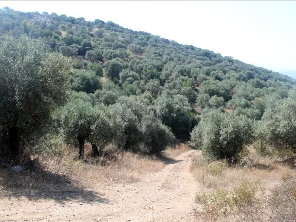 Land In Aristotle, Greece