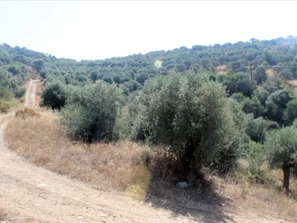 Land In Aristotle, Greece