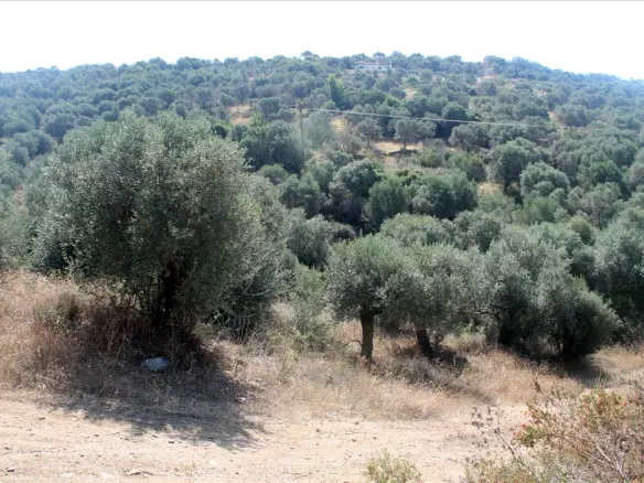Land In Aristotle, Greece