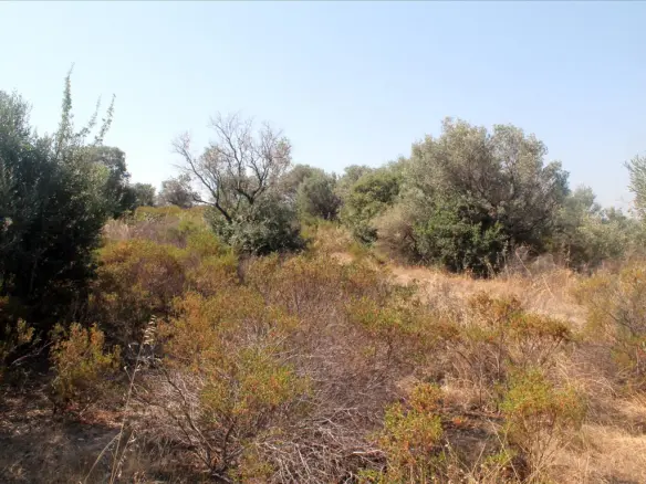 Land In Aristotle, Greece