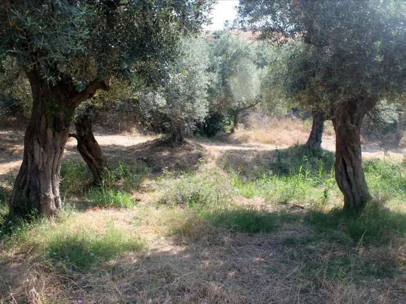 Land In Aristotle, Greece