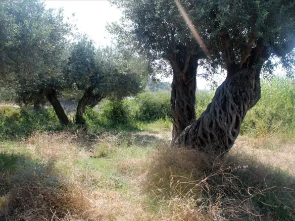 Land In Aristotle, Greece