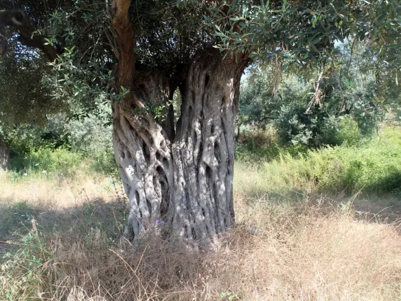 Land In Aristotle, Greece