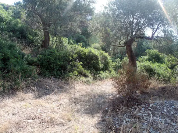 Land In Aristotle, Greece