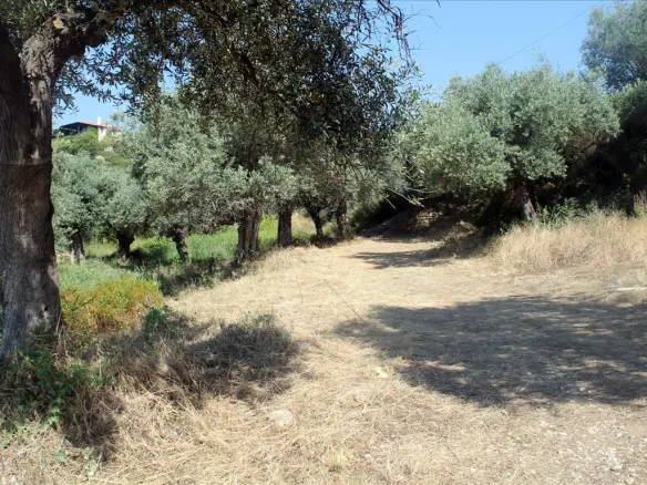 Land In Aristotle, Greece