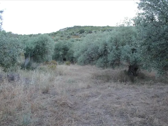 Land In Aristotle, Greece