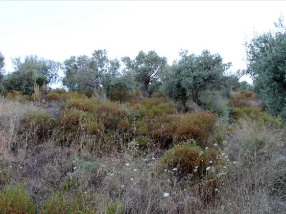 Land In Aristotle, Greece