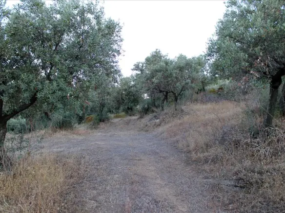 Land In Aristotle, Greece