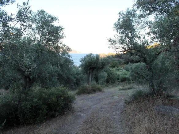 Land In Aristotle, Greece