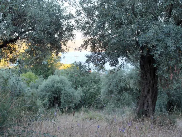 Land In Aristotle, Greece
