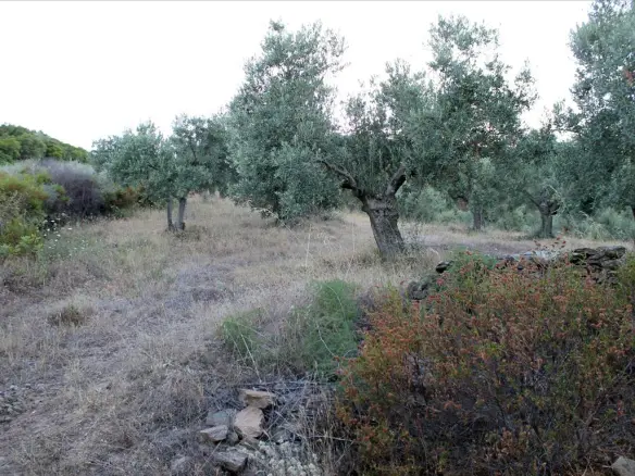 Land In Aristotle, Greece