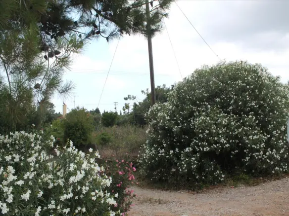 Land In Kassandra, Greece