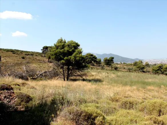 Land In Penteli, Greece