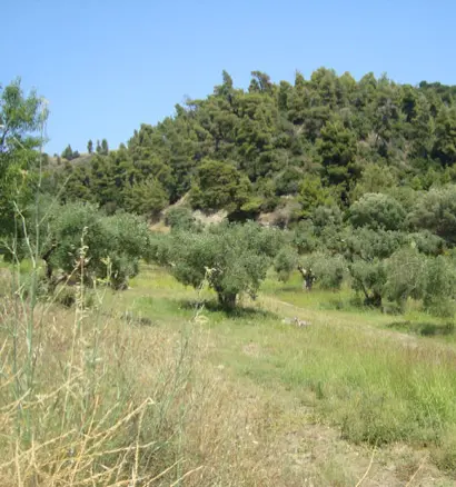 Land In Kassandra, Greece