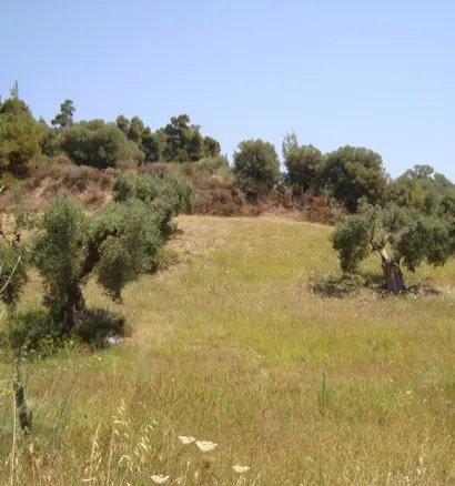 Land In Kassandra, Greece