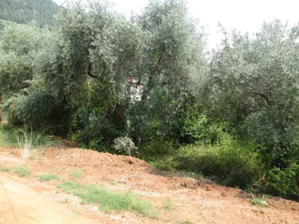 Land In Thasos, Greece