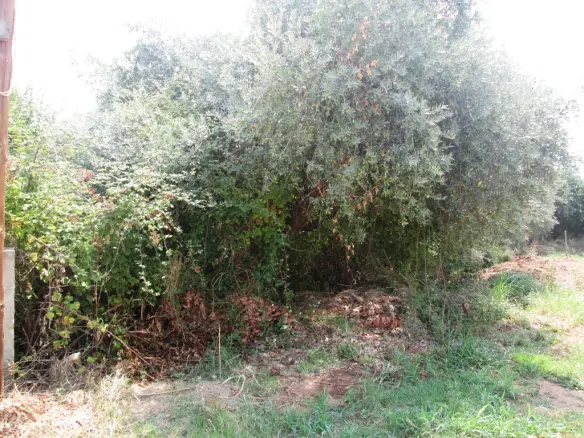 Land In Thasos, Greece
