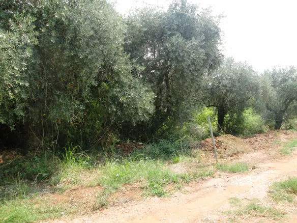 Land In Thasos, Greece