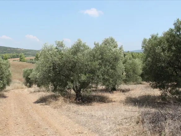 Land In Poligiros, Greece