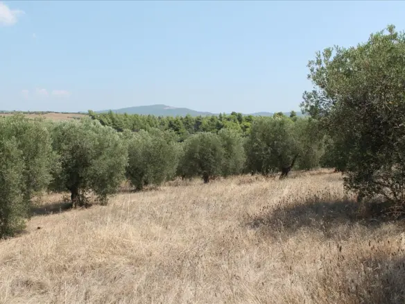 Land In Poligiros, Greece