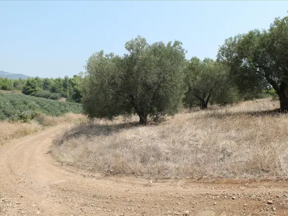Land In Poligiros, Greece