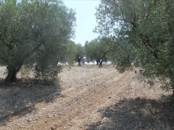 Land In Poligiros, Greece