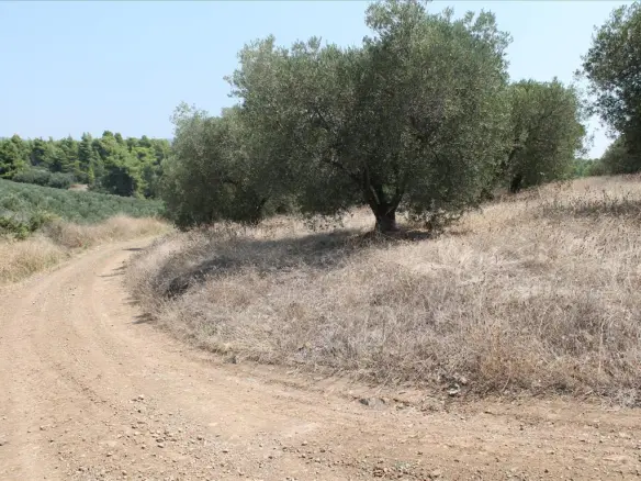 Land In Poligiros, Greece