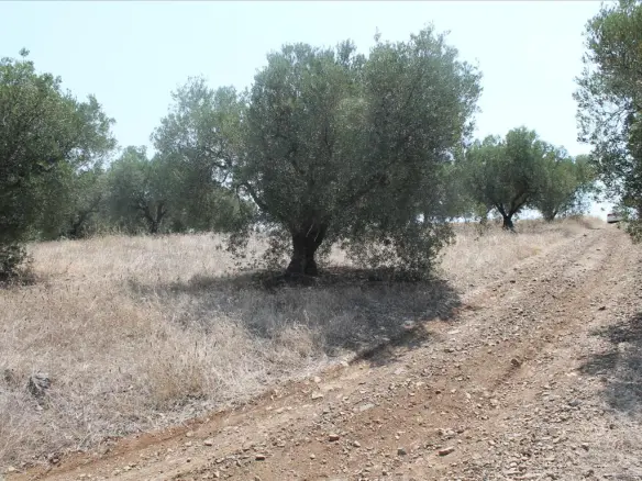 Land In Poligiros, Greece
