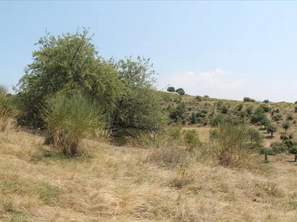 Land In Sithonia, Greece