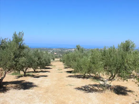 Land In Arkadi, Greece