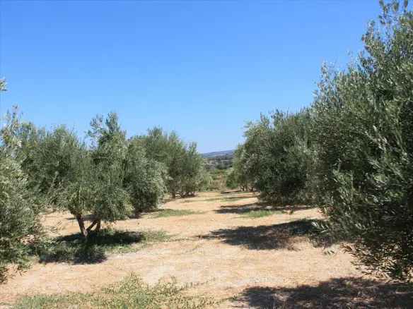 Land In Arkadi, Greece