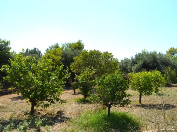 5-bedroom Detached House In Paiania, Greece (330 M²)