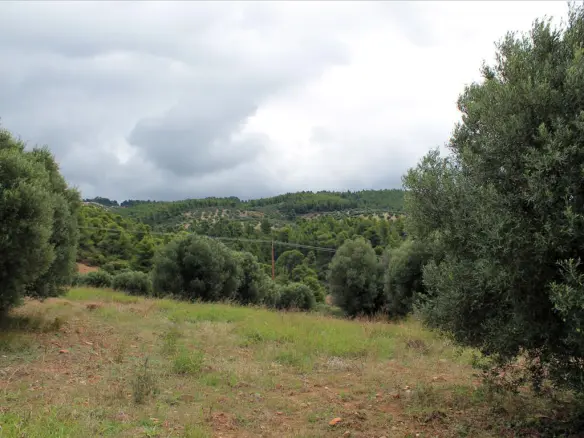 Land In Sithonia, Greece