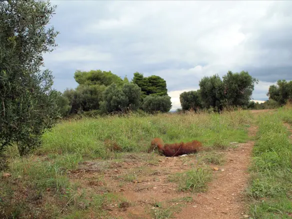 Land In Sithonia, Greece