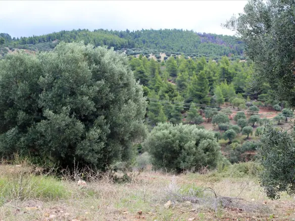 Land In Sithonia, Greece