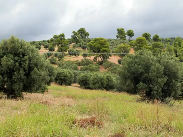 Land In Sithonia, Greece