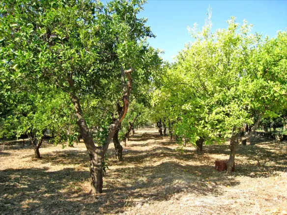 Land In Velo, Greece