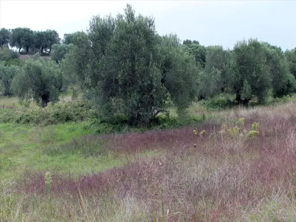 Land In Kassandra, Greece