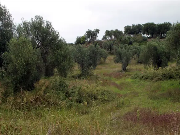 Land In Kassandra, Greece