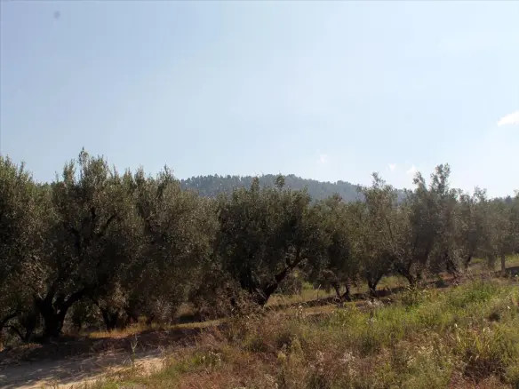Land In Kassandra, Greece