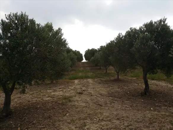 Land In Kassandra, Greece