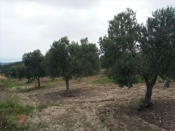 Land In Kassandra, Greece