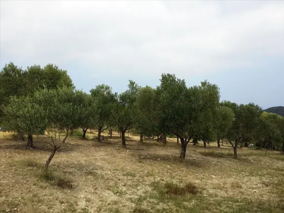 Land In Kassandra, Greece