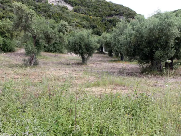 Land In Aristotle, Greece