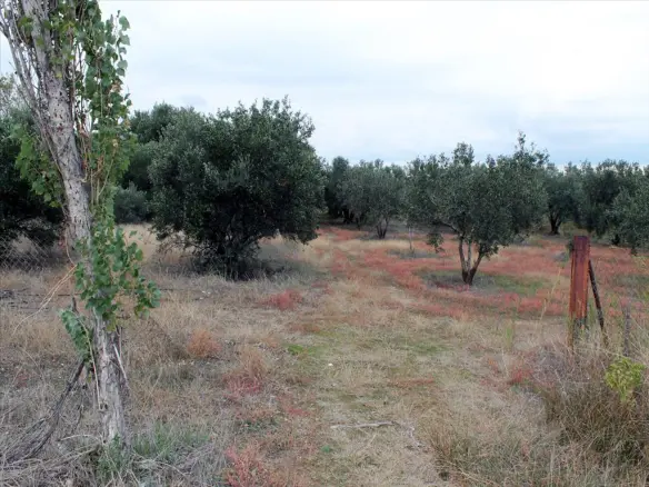 Land In Nea Propontida, Greece