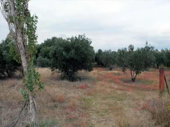Land In Nea Propontida, Greece