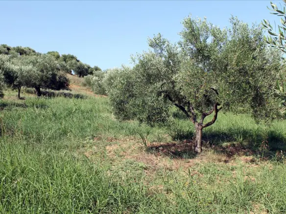 Land In Sithonia, Greece (2.500 M²)