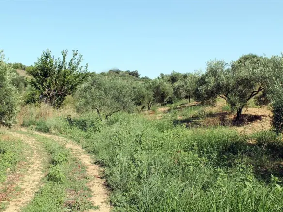 Land In Sithonia, Greece (2.500 M²)
