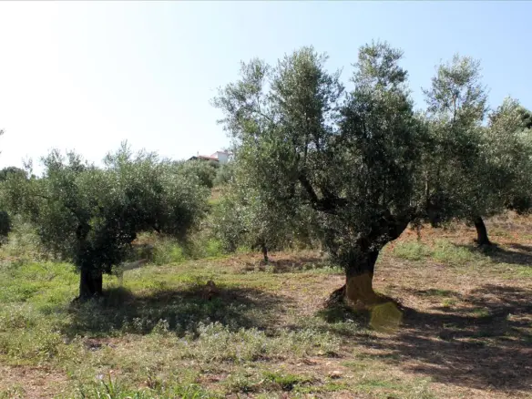 Land In Sithonia, Greece (2.500 M²)