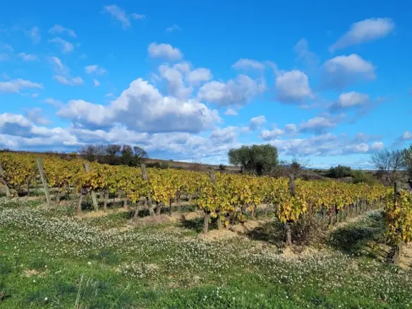 Land In Autignac, France (1.643 M² Plot)